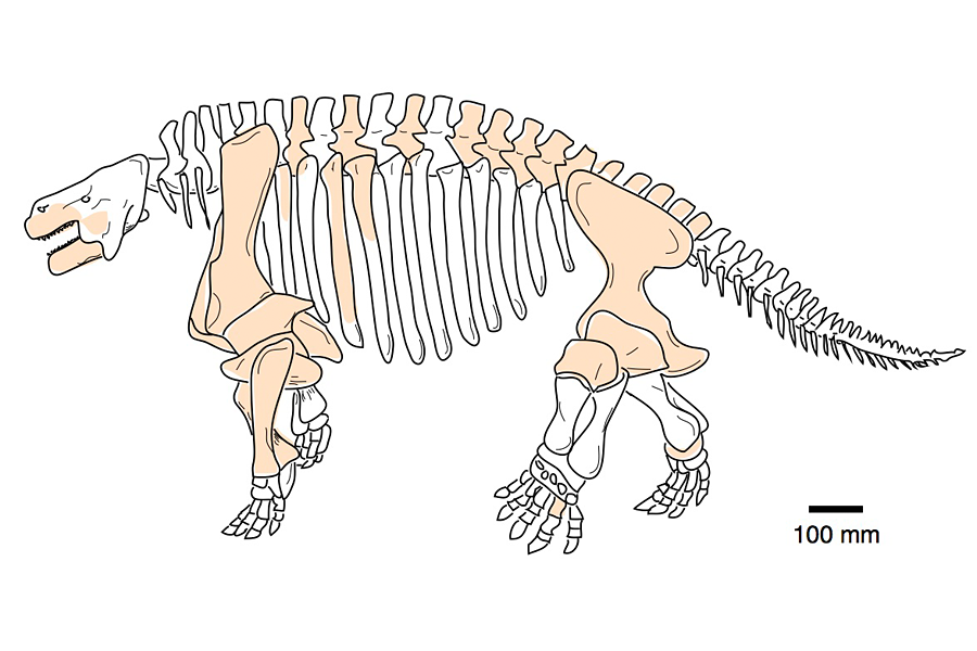 After Dinosaurs Went Extinct, These Ten Giant Creatures Roamed the Earth, Science