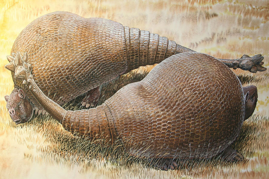 What is that huge-armadillo-looking thing? A huge armadillo, say scientists. What is that huge-armadillo-looking thing? A huge armadillo, say scientists.