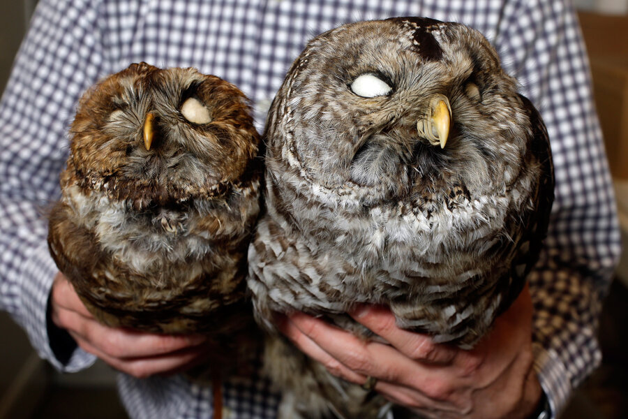 owl-wars-biologists-kill-one-bird-to-save-another-csmonitor