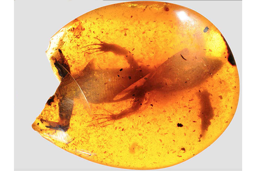 These 12 lizards were trapped in amber for 99 million years - CSMonitor.com