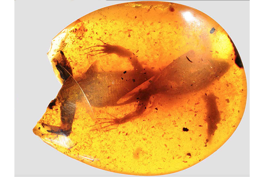 These 12 lizards were trapped in amber for 99 million years (+video ...