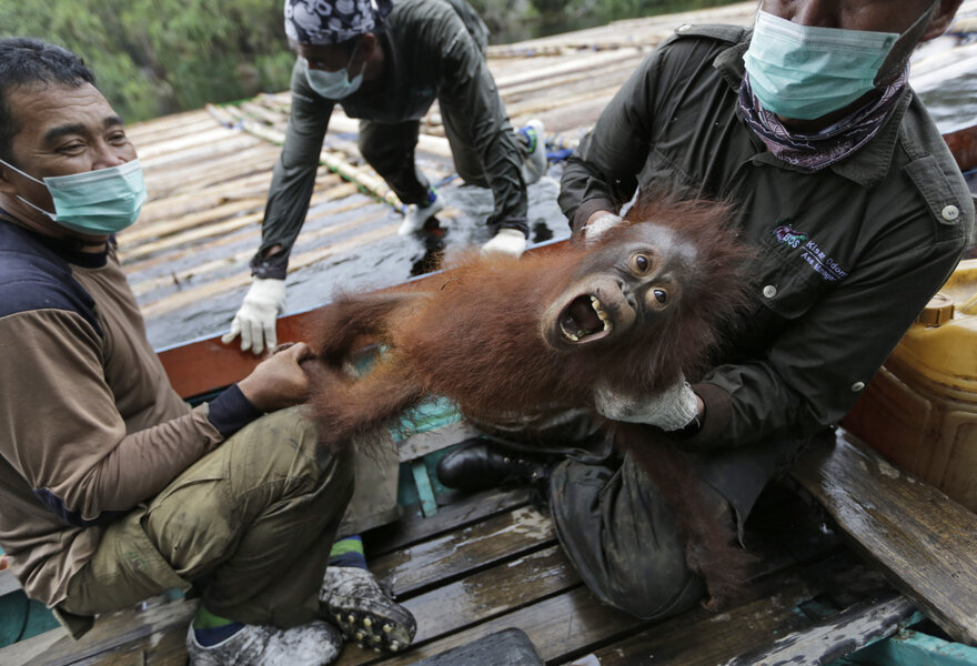 8,000 more Sumatran orangutans than we thought, but worries remain