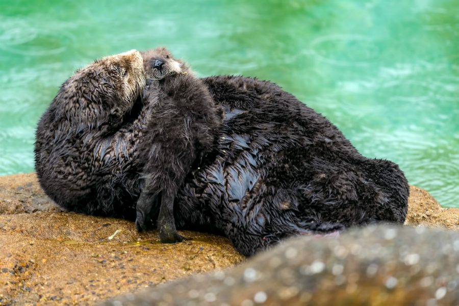 baby otters sleeping