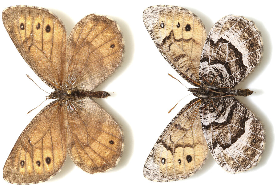 Is this mysterious hybrid butterfly a harbinger of climate change ...