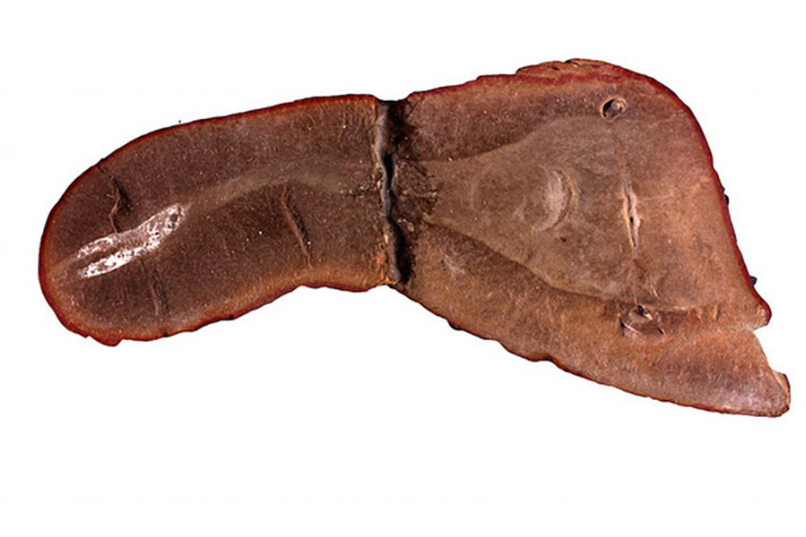 Scientists reveal lineage of mysterious prehistoric 'Tully monster' -  