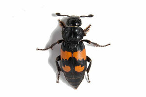 Beetle mothers use anti aphrodisiac pheromone to put the kids