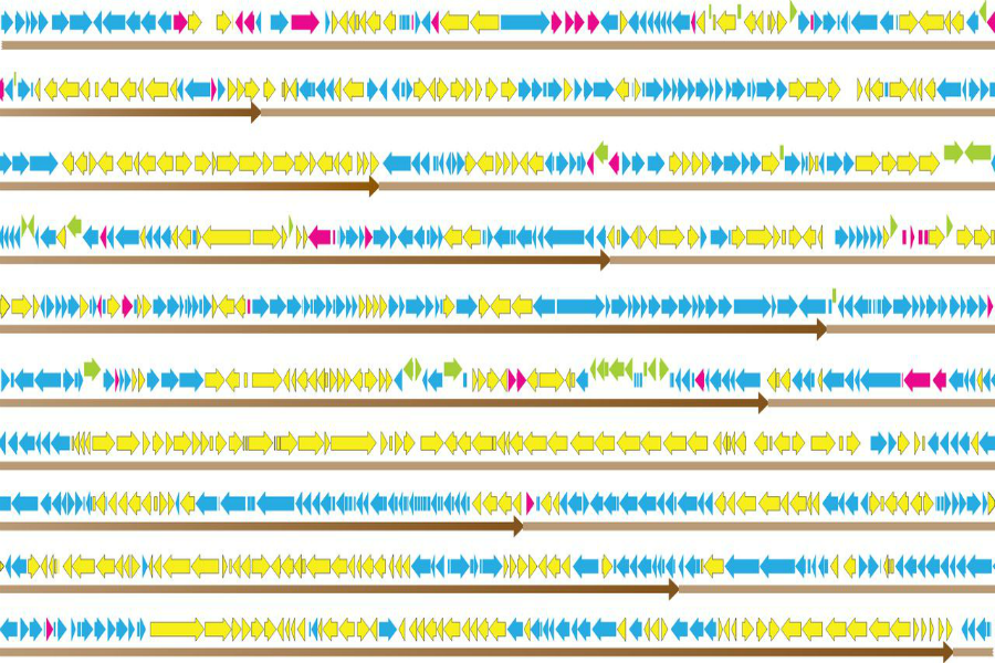 Scientists identify minimum set of genes needed for life