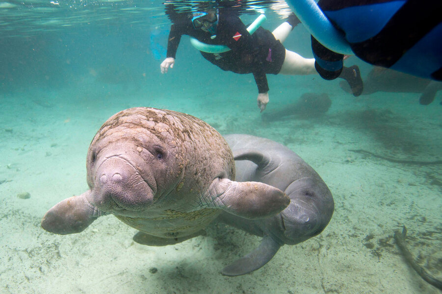 Should manatees come off the endangered species list? - CSMonitor.com