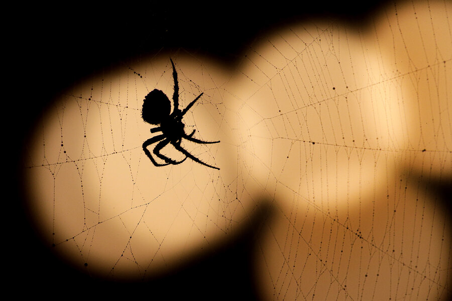 Why understanding how spiders spin silk may hold clues for