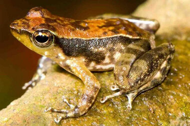 Amphibians of Central Europe - Whose tadpole is it?