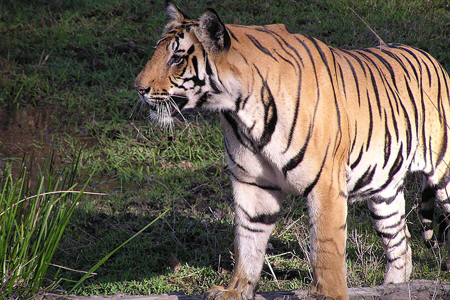 Tigers in India - Wikipedia