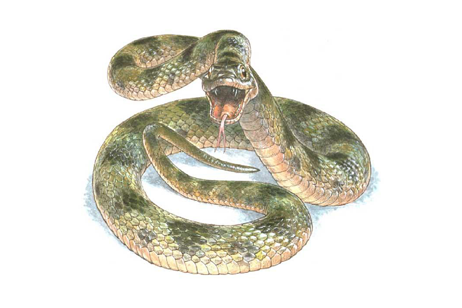 How a 10-million-year-old snake helps bring extinct animals into full color How a 10-million-year-old snake helps bring extinct animals into full color