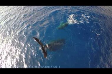 Why was a humpback whale caught in a headstand? - Vimarsana News