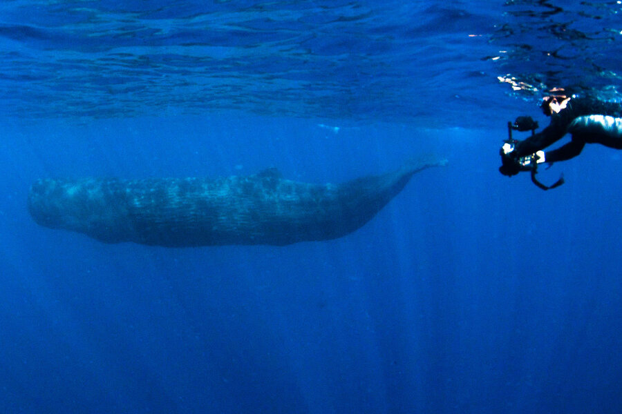 Fact Checking Moby Dick Can Sperm Whale Foreheads Sink