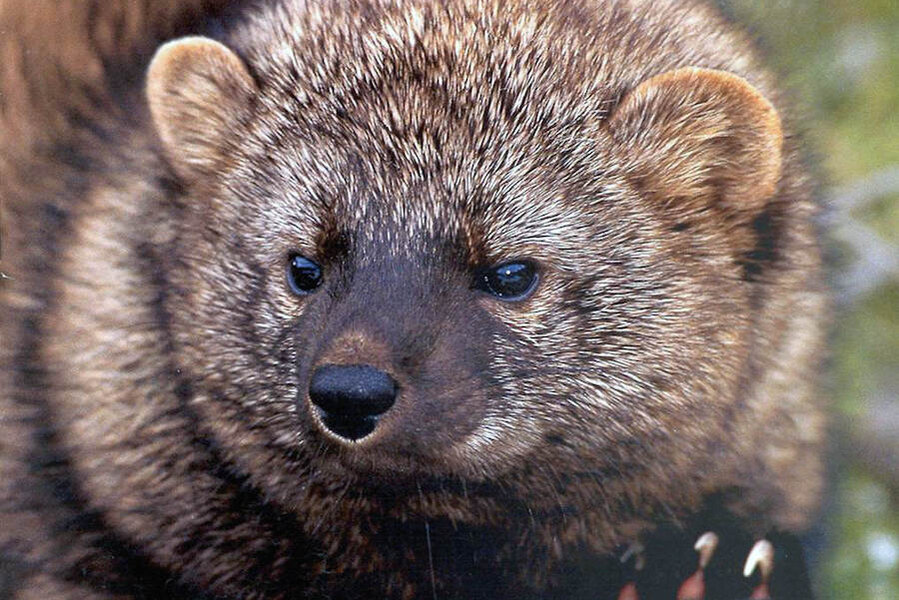 Are West Coast fishers no longer 'endangered'? Are West Coast fishers no longer 'endangered'?