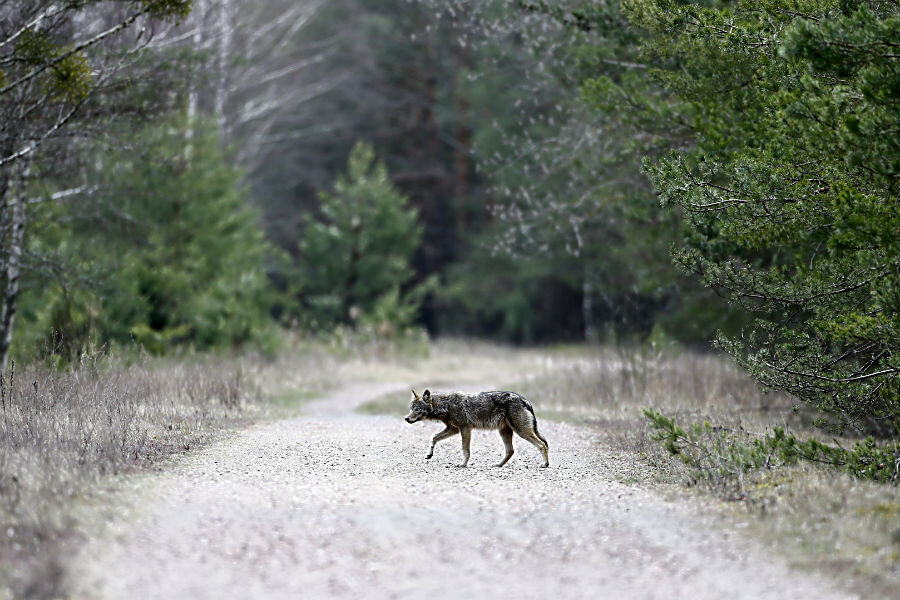 Is wildlife thriving in Chernobyl's radioactive landscape? Is wildlife thriving in Chernobyl's radioactive landscape?