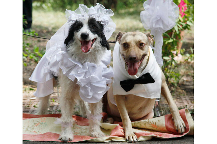 Pet wedding - CSMonitor.com