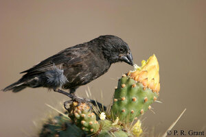 seed eating finch