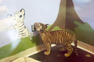 Argentine Zoo Shows Its New Tiger Cubs