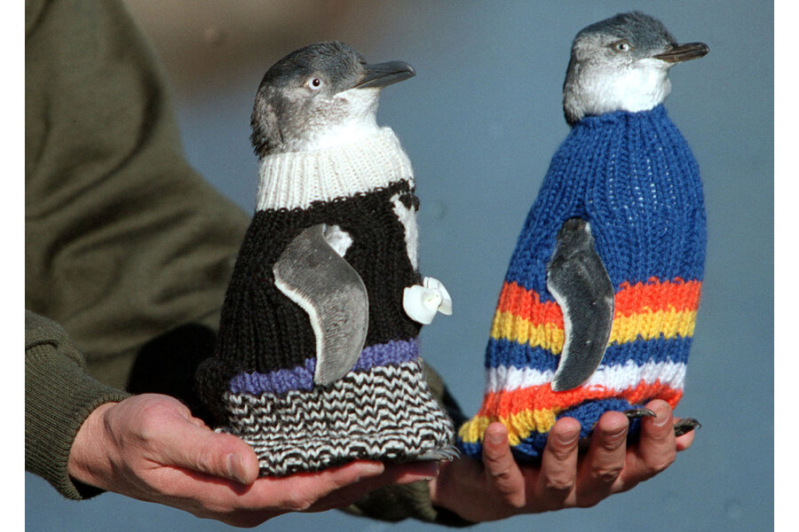 How you can help penguins by knitting sweaters for them
