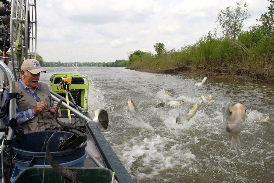 Goldfish or Asian carp? Why it matters in the Great Lakes ... Goldfish or Asian carp? Why it matters in the Great Lakes ...