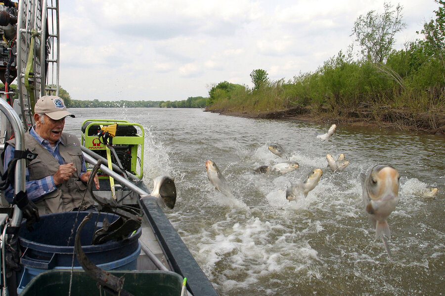 goldfish or asian carp? why it matters in the great lakes