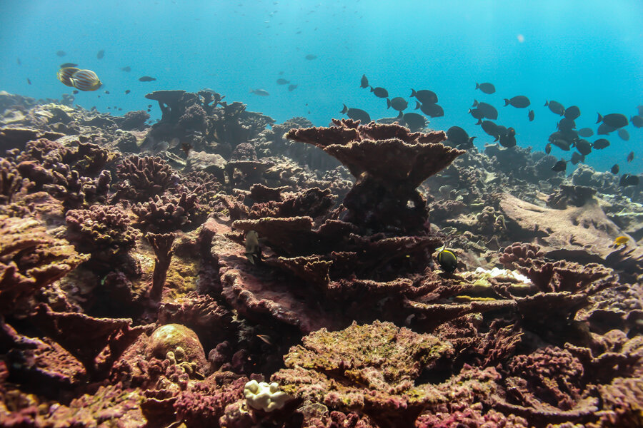 Coral reefs are dying – just when we need them most 