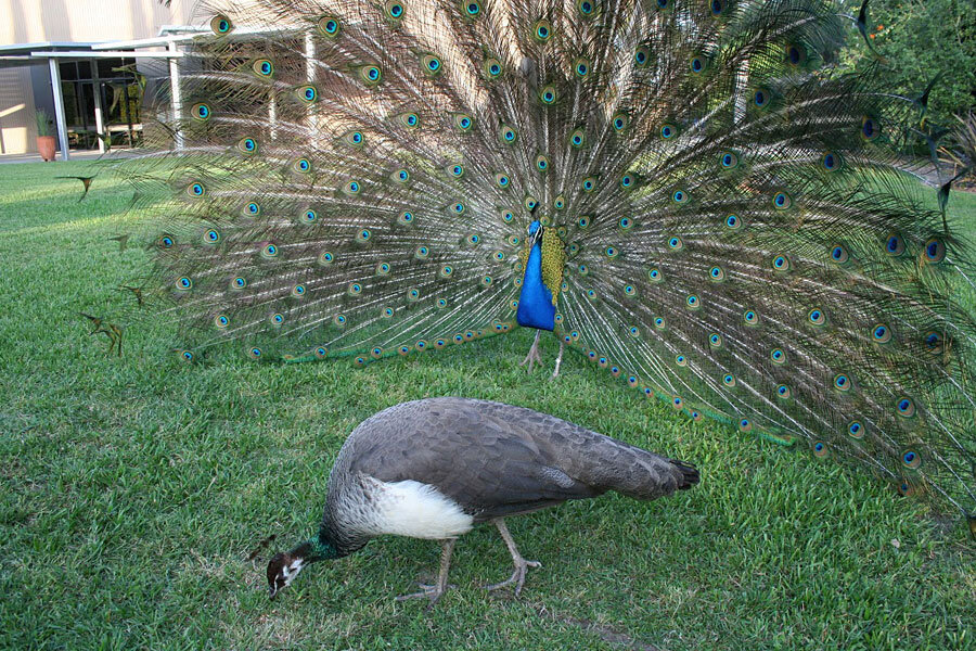 Peacock Feathers  Peacock Information Center