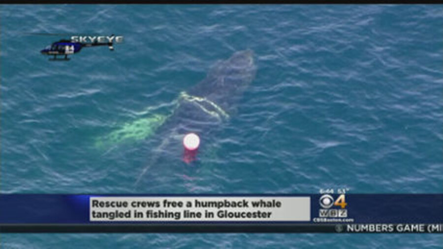 Foggy the whale entangled yet again. Can this danger be prevented ...