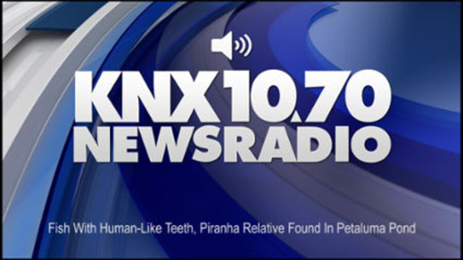 How did an Amazonian fish invade a California pond?