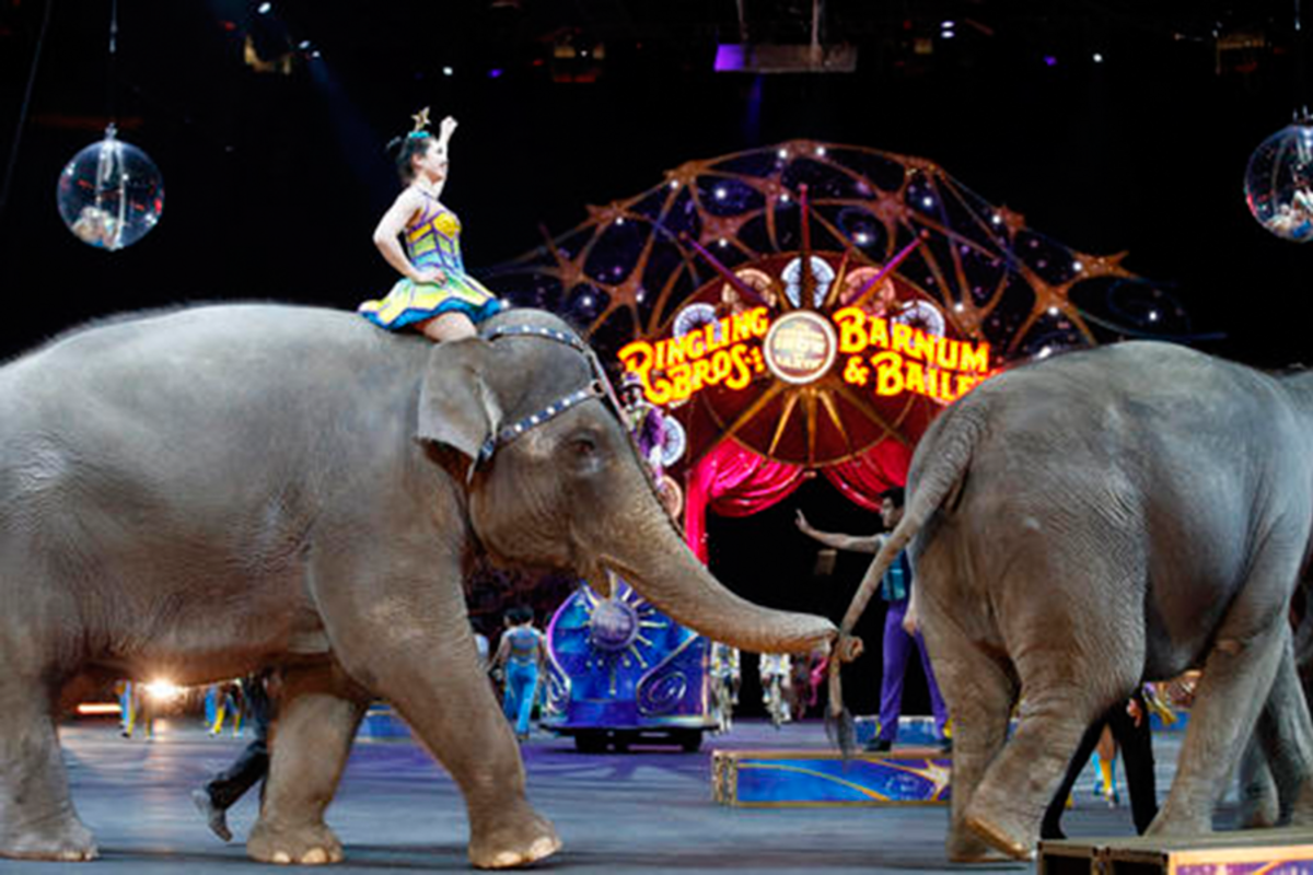 978555_1_5116-elephants. 
