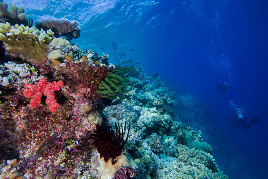 Coral Facts - Southeast Florida Coral Reef Initiative