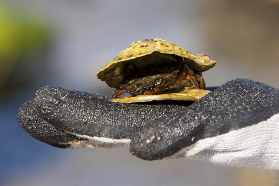 Putting invasive species on the menu - and helping the planet, too ...