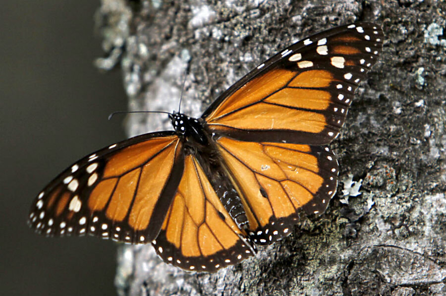 Native American tribes pledge to save the monarch butterfly