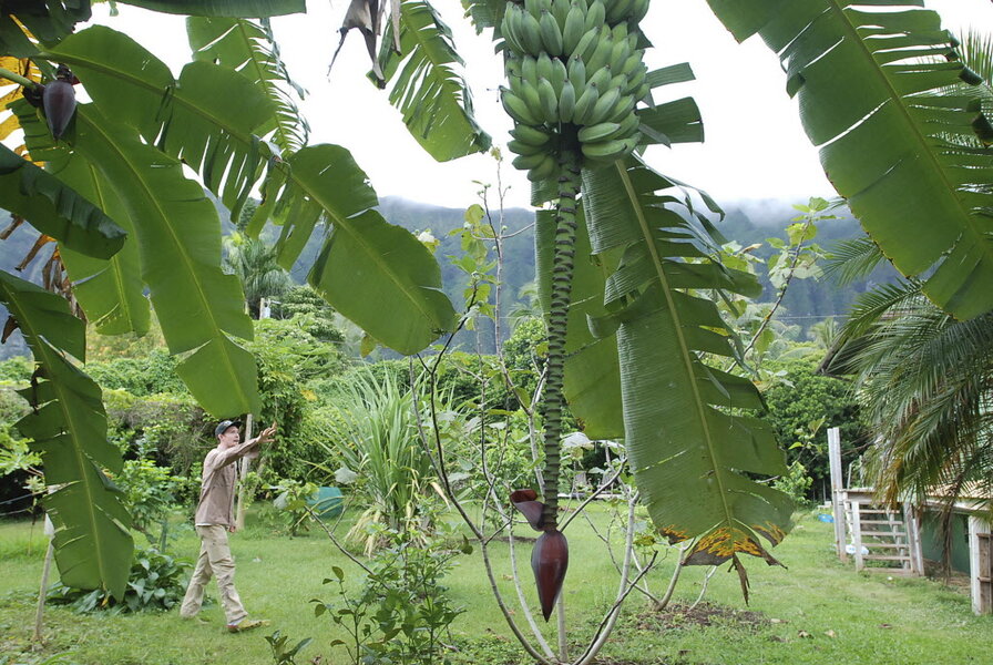 Using agroforestry to save the planet - CSMonitor.com