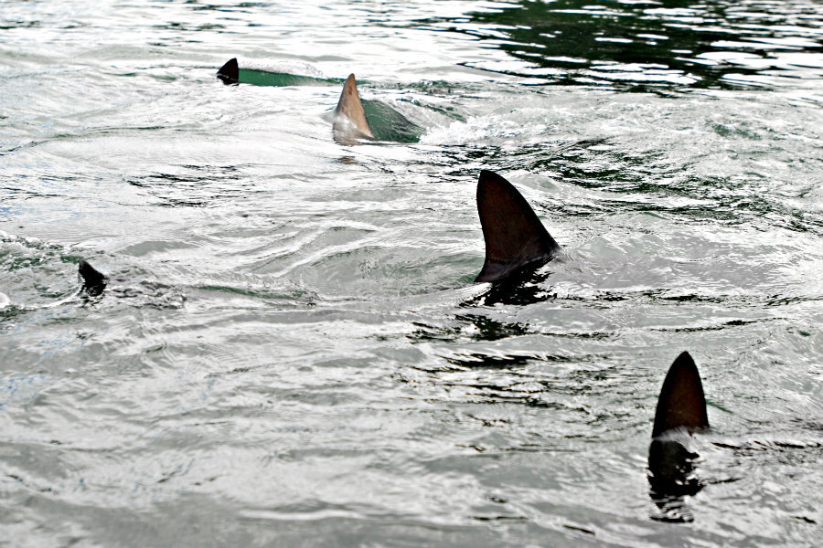 hammerhead shark attack human