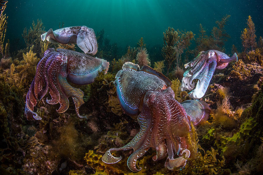 cuttlefish vs squid vs octopus