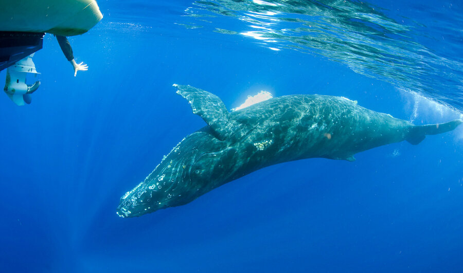 Mariners can track presence of whales with a phone app - CSMonitor.com