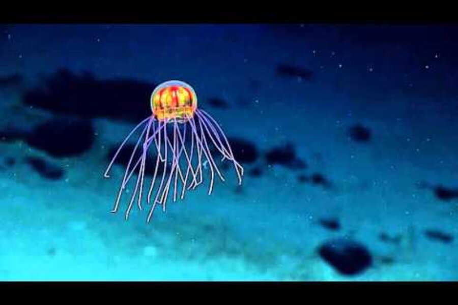 Jellyfish discovery highlights how little we know about Earth's oceans