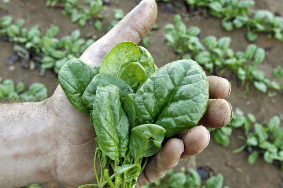 Is it possible to grow spinach locally and yearround?