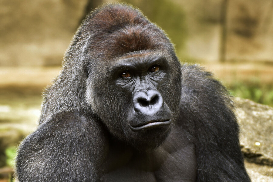 Harambe's death highlights Americans' inner struggle with zoos ...