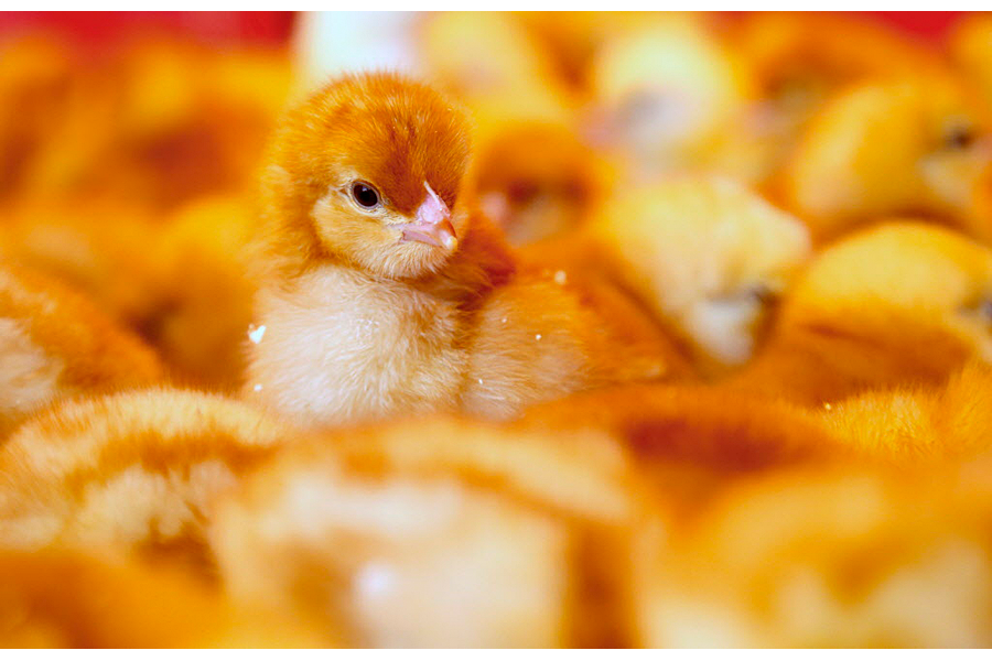 Egg producers pledge to stop killing newborn male chicks