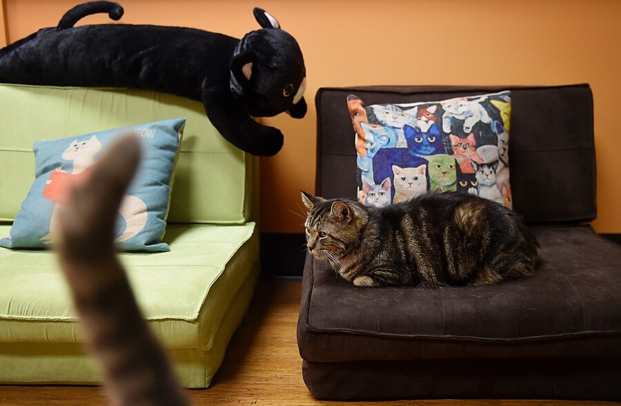 Cat café study shows what cats and physicists have in common