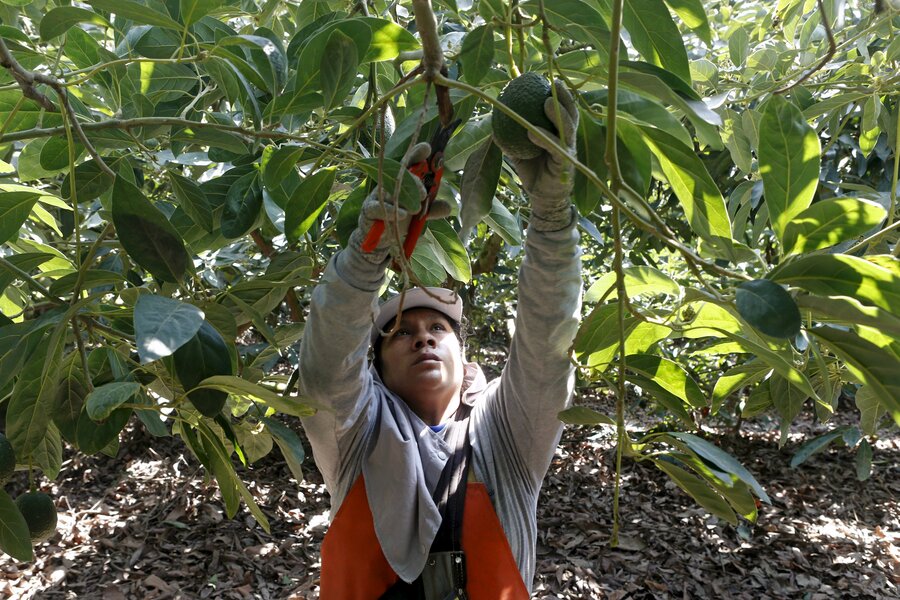 Why large scale avocado heists are sweeping New Zealand - CSMonitor.com