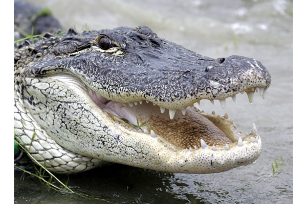 How Can Florida Help Keep Alligators And Humans Apart