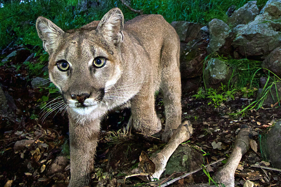 Endangered New Jersey: Is That a Mountain Lion I See Wandering New Jersey?