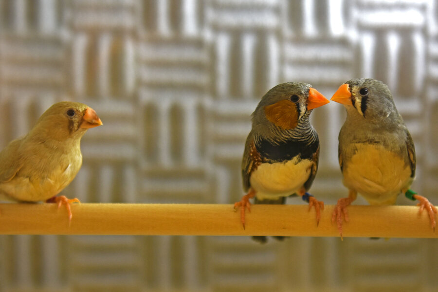 baby zebra finch development