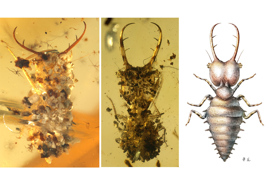 Amber fossils trapped ancient insects wearing camo.