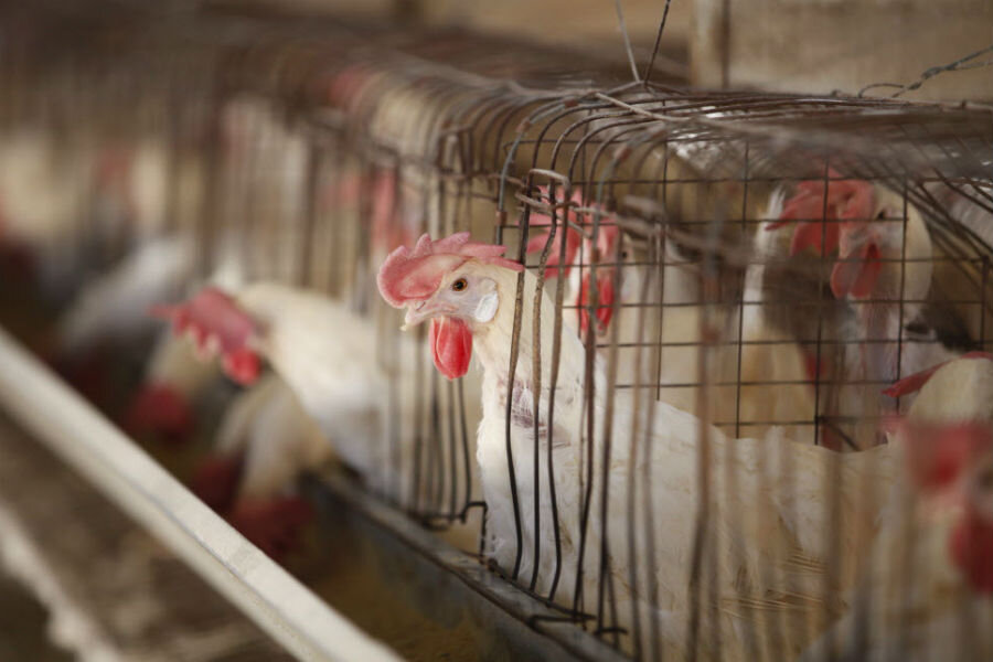 Perdue promises a more humane life for chickens 