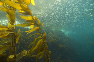 Scientists Plant Kelp As Way To Offset Effects Of Ocean Acidification CSMonitor